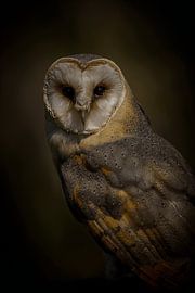 Portrait einer Schleiereule von Sascha Sirch