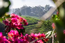 Tea plantations in Periyar National Park, Kerala (India) by Martijn