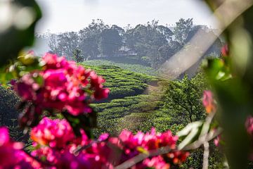 Teeplantagen im Periyar-Nationalpark, Kerala (Indien)