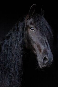 Fries Paard van By Foto Joukje