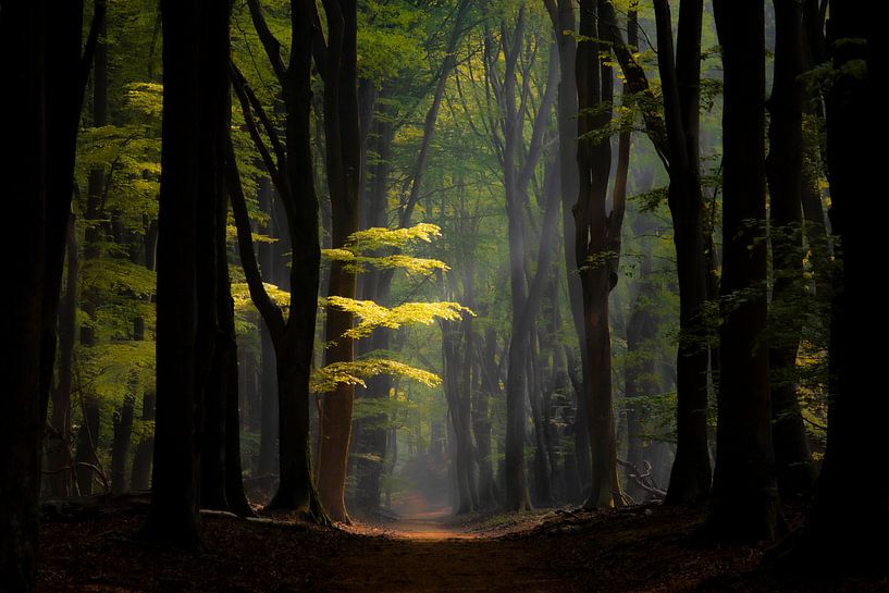 In die Wälder von Frank Verburg