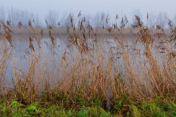 Reed in the fog by Merijn Loch