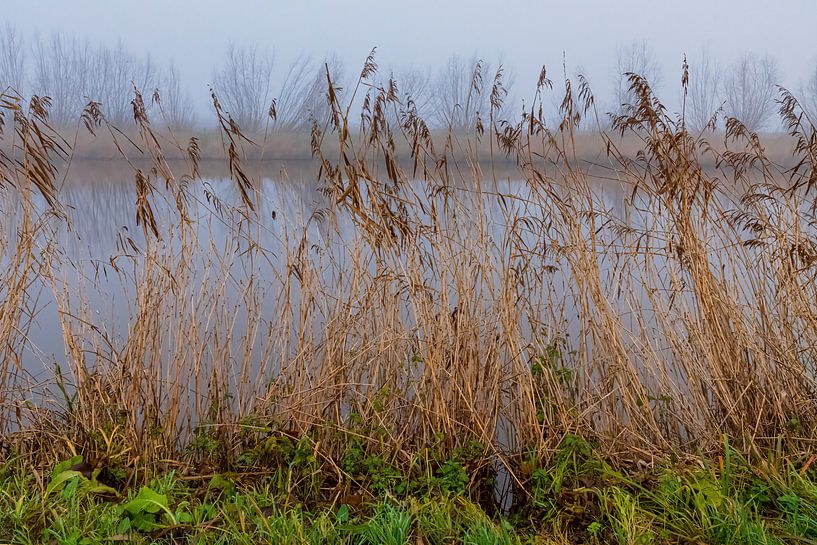 Riet in de mist van Merijn Loch