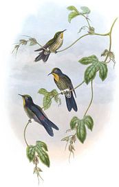Bill épineux de Simons, John Gould