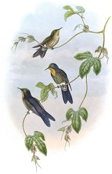 Simons 'Thorn-Bill, John Gould van Hummingbirds
