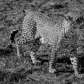 Leopard von Laura Koppen