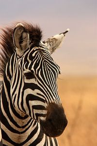 Zebra sur Saskia Hoks