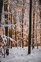 Coucher de soleil de forêt enneigée