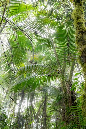 palmen in nevelwoud,Ecuador