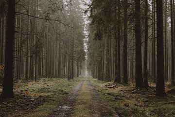 Pine Forest by Paulien van der Werf