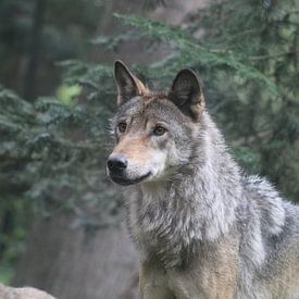 brent diels Profile picture