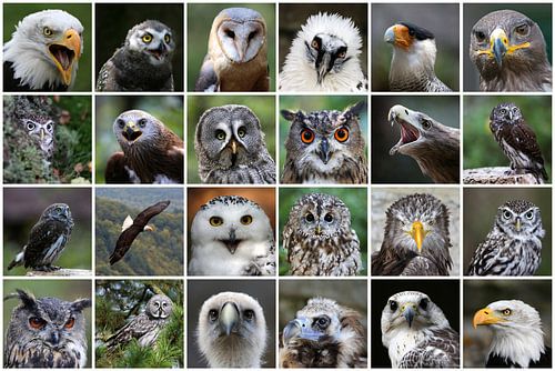 Greifvogelcollage