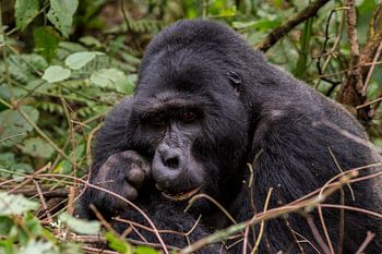 African Mountaingorilla