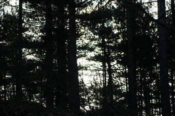 Dark Forrest