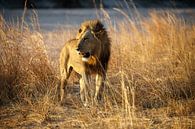 Lion, South Luangwa National Park by Marco Kost thumbnail