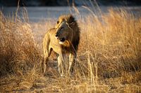 Leeuw, South Luangwa National Park
