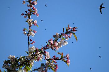 Hirondelles retournées