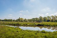 Koeien grazend in een natuurgebied in Noord-Brabant van Ruud Morijn thumbnail