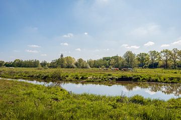 Weidende Kühe in einem Naturschutzgebiet in Nordbrabant