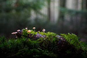 Pilze auf Kiefernzapfen