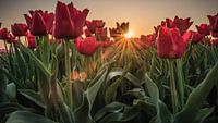 Zonnestralen door de tulpen heen
