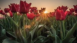 Zonnestralen door de tulpen heen von Jolanda Wisselo