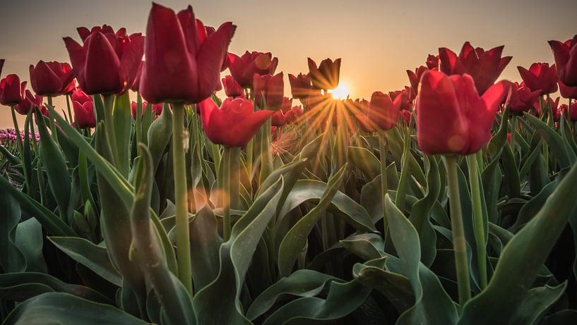 Zonnestralen door de tulpen heen van Jolanda Wisselo