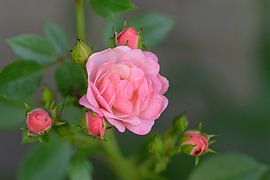 roses , against a tranquil background by carla verhulst