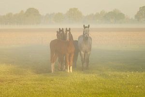 Pferde im Morgennebel - Drentse Rust