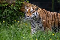 Power and Grace: The Majestic Amur Tiger in its Habitat