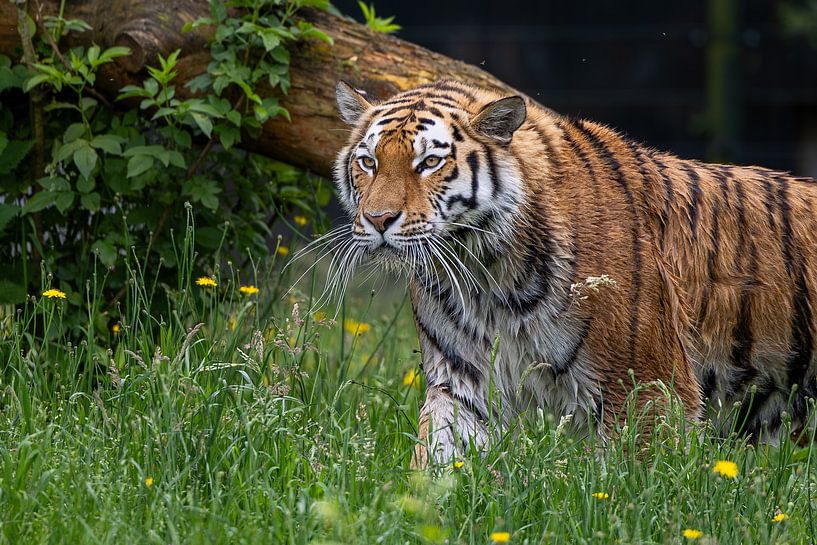 Kraft und Anmut: Der majestätische Amurtiger in seinem Lebensraum von Triki Photography