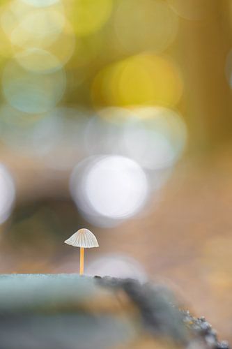 Herfst op Texel.