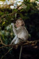 Cute baby monkey in Bali's greenery
