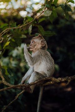 Schattig baby-aapje in het groen van Bali van Ashwien Jurawan