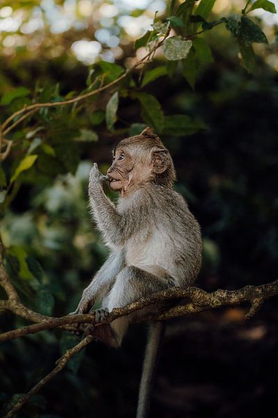 Mignon bébé singe dans la verdure de Bali par Ashwien Jurawan