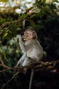 Mignon bébé singe dans la verdure de Bali par Ashwien Jurawan Aperçu