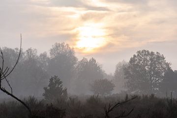 misty morning on the heathland by Tania Perneel