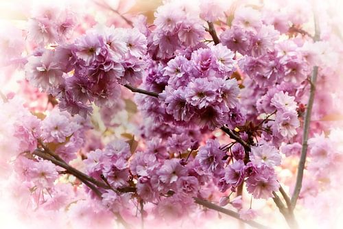 Dromerige Japanse kersenbloesem in roze
