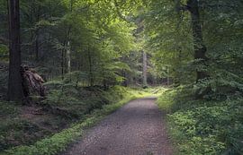 Une magnifique forêt dans la région de Rebild Bakker, au Danemark sur PhotoCluster