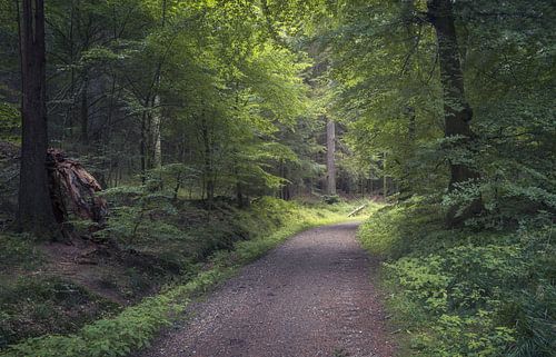 Wunderschöner Wald im Gebiet Rebild Bakker in Dänemark