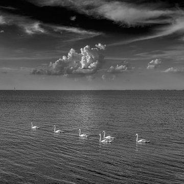 Zwanen in zwart wit op een zomerdag in het IJsselmeer