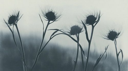 Distels in zwart wit