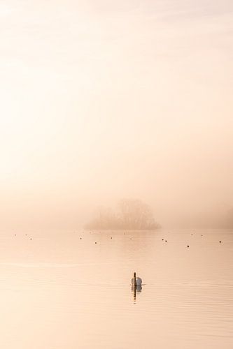 A morning at the Kralingse Plas
