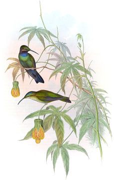 Schribers 'zoemende vogel, John Gould van Hummingbirds