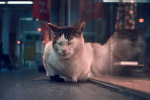 Katze im Indoor-Einkaufszentrum bei Abendlicht - warme und gemütliche Atmosphäre
