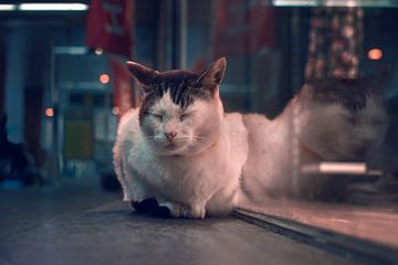 Kat in een winkelcentrum van Elianne van Turennout