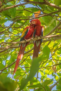 Ara papegaai in Costa Rica van Bianca Kramer