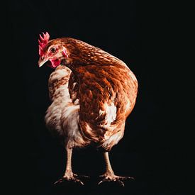 Babs, un portrait de poulet sur Lotje van der Bie Fotografie