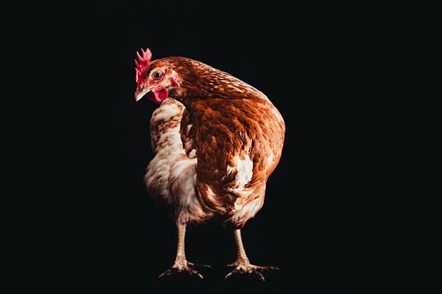 Are you tokkie to me? Kippen portret.