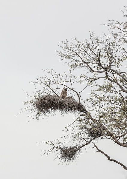 Owl&#039;s Perch by Shot by Clint
